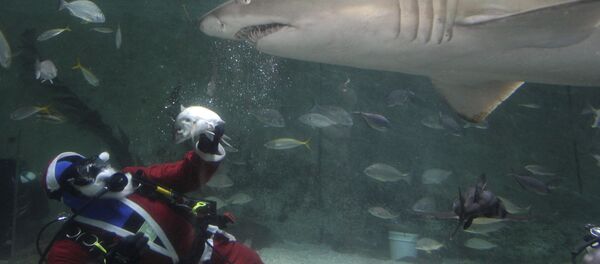 Köpekbalığı - Sputnik Türkiye