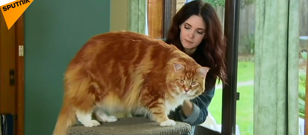'Dünyanın en uzun kedisi' Omar, internet fenomeni oldu - Sputnik Türkiye