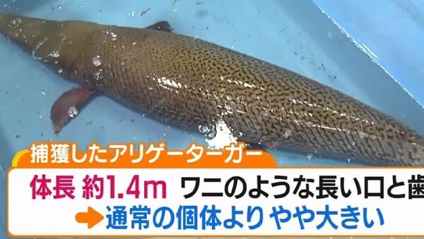 Japonya’da 1.4 metre uzunluğunda bir timsah balığı yakalandı - Sputnik Türkiye