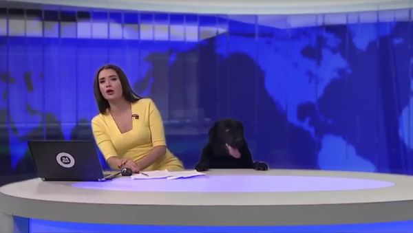 Rusya’da canlı yayında sunucunun masasının altından köpek çıkınca... - Sputnik Türkiye