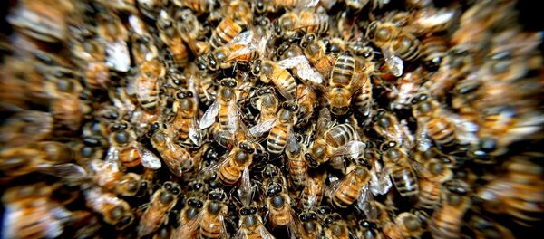 Arı - Sputnik Türkiye