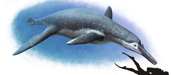 Rusya’da otobüs büyüklüğünde su altı sürüngen fosili bulundu - Sputnik Türkiye