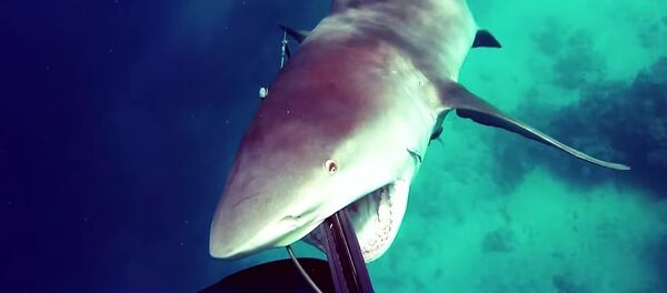 Köpek balığı Köpek balığı - Sputnik Türkiye