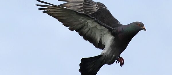 Güvercin - Sputnik Türkiye