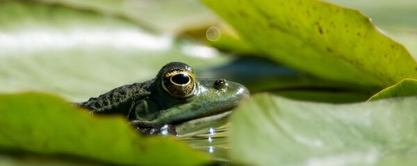 Kurbağa - Sputnik Türkiye