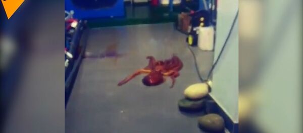 Rusya'da dev ahtapot, akvaryumdan kaçtı - Sputnik Türkiye