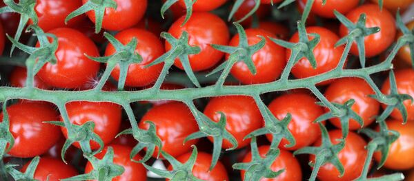 Domates - Sputnik Türkiye