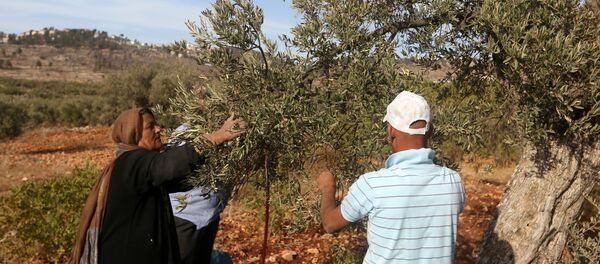 Zeytin ağacı - Sputnik Türkiye