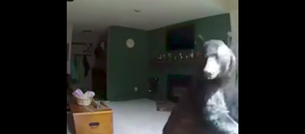 Hırsızlık için bir eve giren ayı, piyano 'çaldı' - Sputnik Türkiye