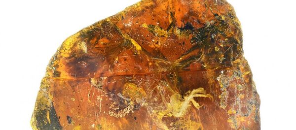 Çin - fosil - Sputnik Türkiye