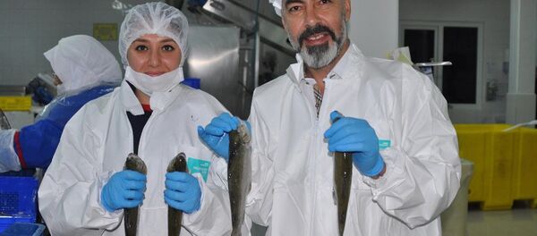 Rusya'ya 500 ton balık ihracatı - Sputnik Türkiye