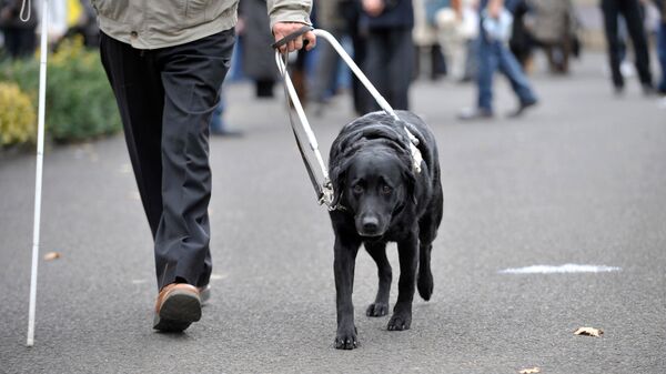 Rehber Köpek - Sputnik Türkiye