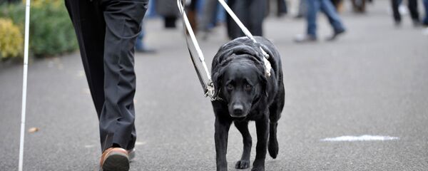 Rehber Köpek - Sputnik Türkiye