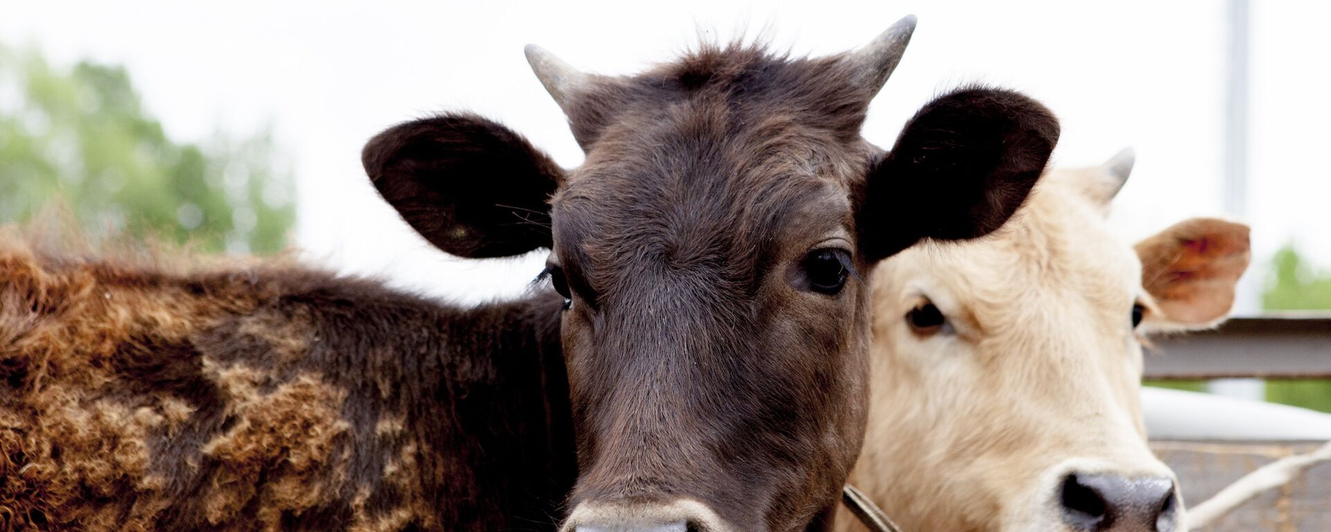 İnek - Sputnik Türkiye, 1920, 11.05.2025