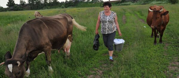İnek - Sputnik Türkiye