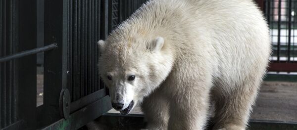 Kutup ayısı Nika - Sputnik Türkiye