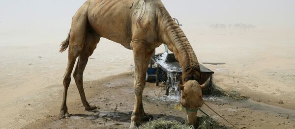 Deve Deve - Sputnik Türkiye