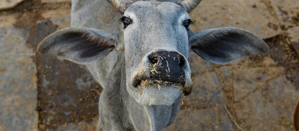 Hindistan'da son aylarda Müslümanlar ve aşağı kasttaki Hindular et yedikleri ya da inekleri öldürdükleri gerekçesiyle öldürüldü. İnsan hakları örgütleri nisandan bu yana ülkede en az 10 Müslümanın şüpheli nefret suçları çerçevesinde linç edildiğini ya da öldürüldüğünü belirtiyor. Hindistan'daki birçok eyalette inekleri öldürmek ya da etini tüketmek yasak ve yasağı çiğneyenler müebbete varan hapis cezaları alabiliyor. Hindistan'da son aylarda Müslümanlar ve aşağı kasttaki Hindular et yedikleri ya da inekleri öldürdükleri gerekçesiyle öldürüldü. İnsan hakları örgütleri nisandan bu yana ülkede en az 10 Müslümanın şüpheli nefret suçları çerçevesinde linç edildiğini ya da öldürüldüğünü belirtiyor. Hindistan'daki birçok eyalette inekleri öldürmek ya da etini tüketmek yasak ve yasağı çiğneyenler müebbete varan hapis cezaları alabiliyor. - Sputnik Türkiye