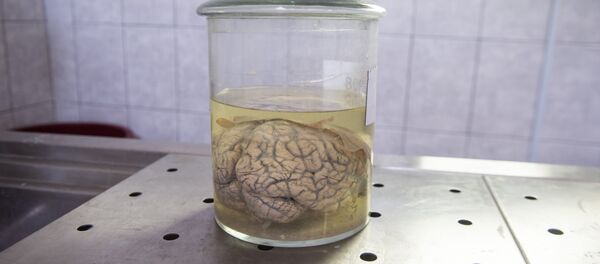 Beyin - Sputnik Türkiye