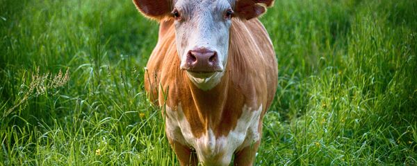 Sığır - Sputnik Türkiye