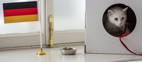 Rusya'nın ağırladığı Konfederasyonlar Kupası'nın kahin kedisi Aşil, turnuvanın şampiyonunu doğru tahmin etti. Almanya dün gerçekleşen final maçında Şili’yi 1-0 mağlup ederek şampiyonluğu elde etti. - Sputnik Türkiye