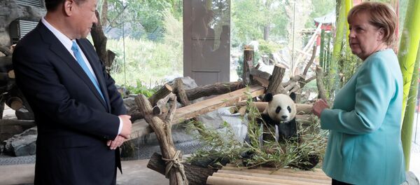 Almanya Başbakanı Angela Merkel- Çin Devlet Başkanı Şi Cinping - Sputnik Türkiye
