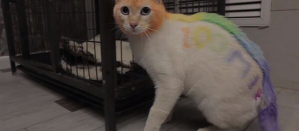 Gökkuşağı renklerine boyanan kedi - Sputnik Türkiye