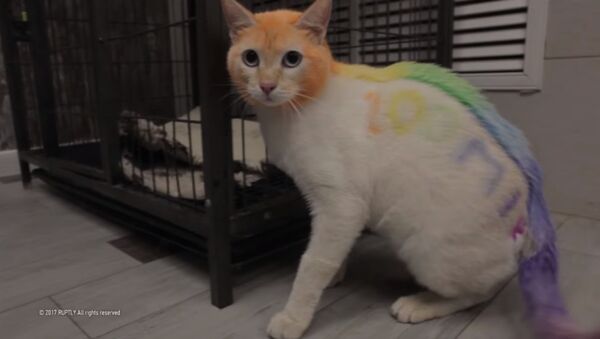 Gökkuşağı renklerine boyanan kedi - Sputnik Türkiye