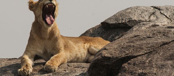 Tanzanya'da aslan yavrusu - Sputnik Türkiye