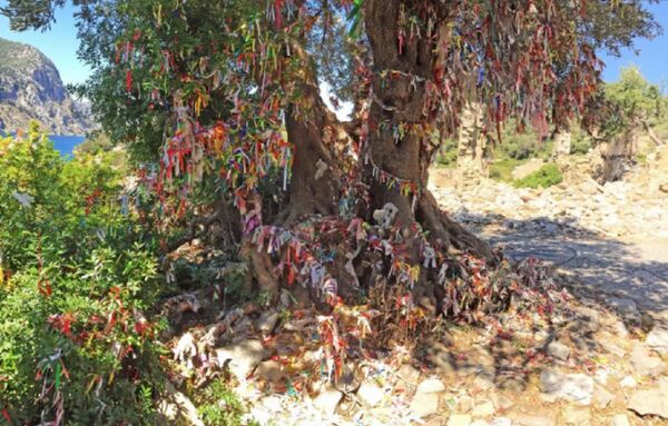 Dilek ağacı gibi kullanılan asırlık zeytin ağacı - Sputnik Türkiye