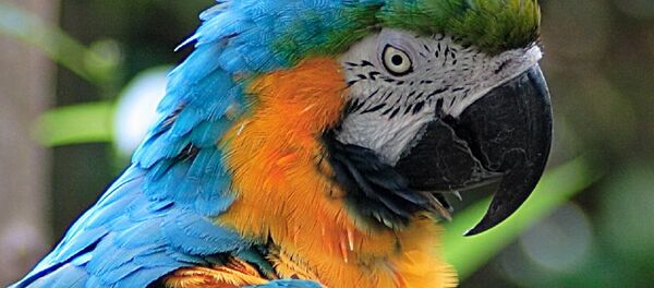 Ratted Out: Kuwaiti Man’s Affair With Maid Exposed by Pet Parrot - Sputnik Türkiye