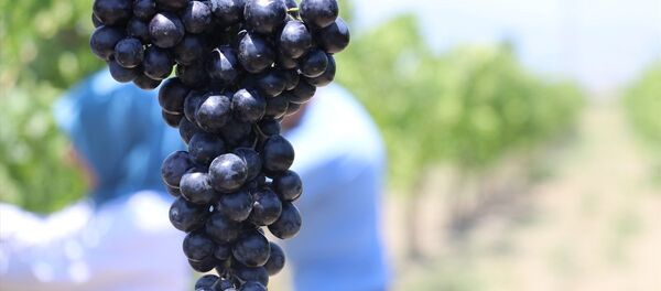 Yaş üzüm - Sputnik Türkiye