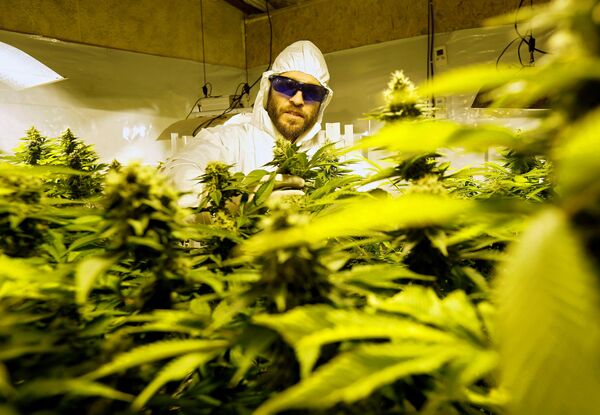 Uruguay dünyada, marihuananın satışını ve bitkisinin yetiştirilmesini düzenleme teşebbüsünde bulunan ilk ülke olarak biliniyor. Parlamentonun 2013'te çıkardığı yasa çerçevesinde 2014'te, evlerinde kenevir bitkisi yetiştirmek isteyenler kayıt yaptırmıştı. - Sputnik Türkiye