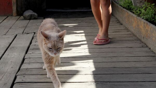 Alaska’nın kedi ‘belediye başkanı’ 20 yaşında öldü - Sputnik Türkiye