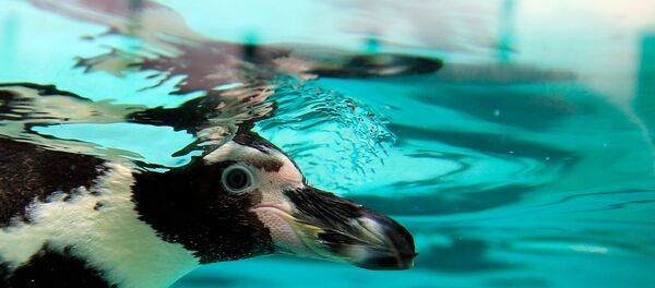 Hayvanat bahçesinde 'penguen katliamı' - Sputnik Türkiye
