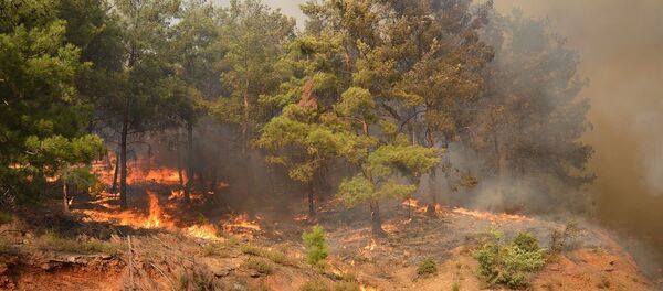 İzmir yangın - Sputnik Türkiye