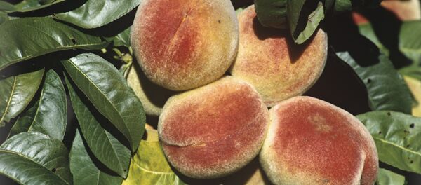 Şeftali - Sputnik Türkiye