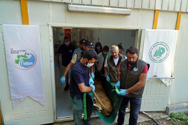 Halep Hayvanat Bahçesi’nden yaban hayvanlarının nakil işlemi tamamlandı. - Sputnik Türkiye