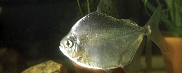 Pirana - Sputnik Türkiye