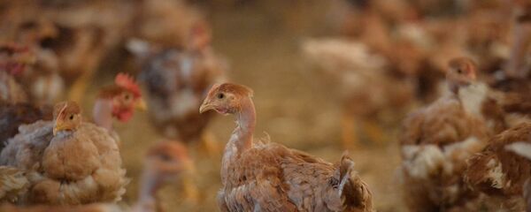 Tavuk üretimi - GDO - Sputnik Türkiye
