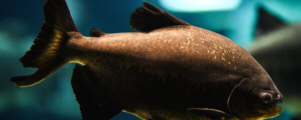 Pirana - Sputnik Türkiye