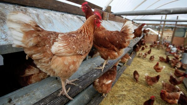 In this photo taken Dec. 19, 2008, chickens are seen on a farm near Vacaville, Calif. - Sputnik Türkiye