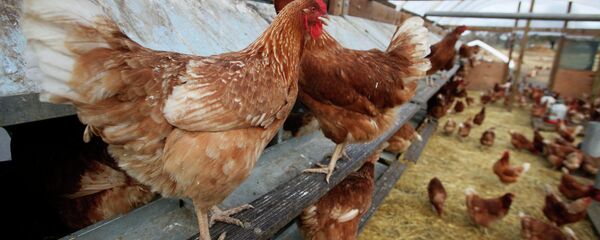 In this photo taken Dec. 19, 2008, chickens are seen on a farm near Vacaville, Calif. - Sputnik Türkiye