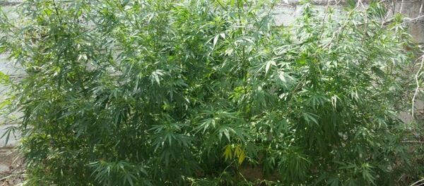 Hint keneviri  - Sputnik Türkiye