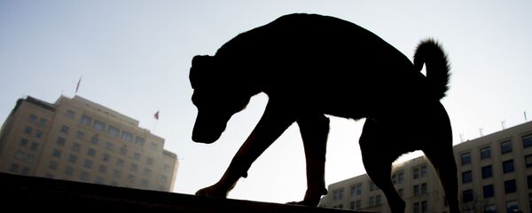 Sokak köpeği - Sputnik Türkiye