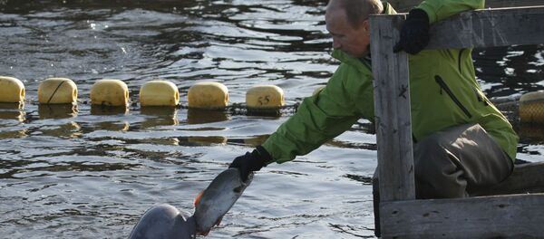Rusya Devlet Başkanı, Okhotsk Denizi'ndeki Çkalov Adası’nda yetiştirilen beyaz balina besliyor. - Sputnik Türkiye
