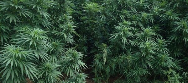 Damlama sulamayla hintkeneviri yetiştiriciliği yaptığı belirlenen 2 kişi gözaltına alındı. - Sputnik Türkiye