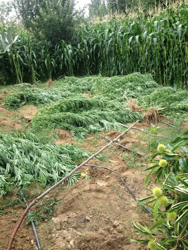 Damlama sulamayla hint keneviri yetiştiriciliği yaptığı belirlenen 2 kişi gözaltına alındı. - Sputnik Türkiye