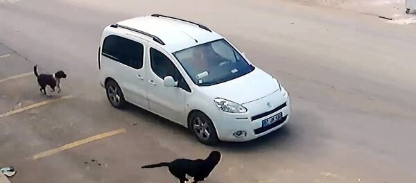 Antalya'da Erhan Kozan, köpeklerin üstüne aracını sürüp birinin başını ezerek öldürdü - Sputnik Türkiye