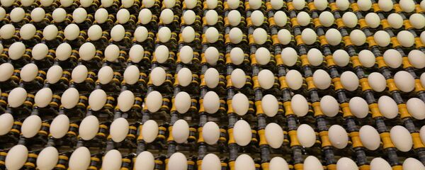 Yumurta - Sputnik Türkiye